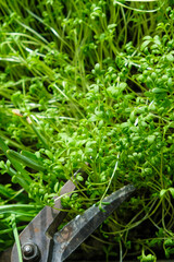 Cutting off the green vitamin watercress salad. Home growing. Vertical image. Selective focus. 