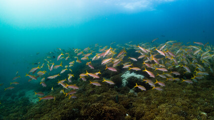 Underwater photography in Baja California Sur, Mexico