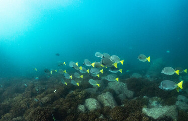 Naklejka na ściany i meble Underwater photography in Baja California Sur, Mexico