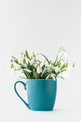 White spring snowdrops in a cup on a white background.