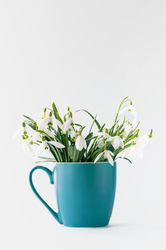 Fototapeta White spring snowdrops in a cup on a white background.