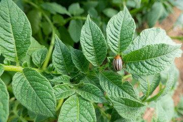 Colorado Potato Beetles on Some Potato Leaves