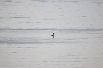 Comorant in the Susquehanna River