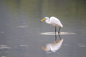 Egret Eating a Fish