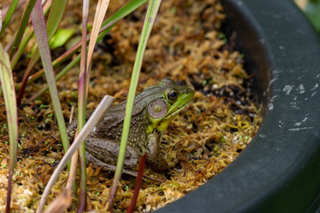 Frog in the Flower Pot