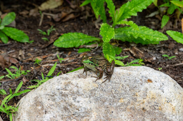 Frog on a Rock