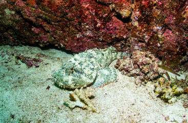 Underwater photography in Baja California Sur, Mexico