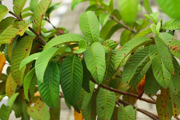 Guava tree and leaves
