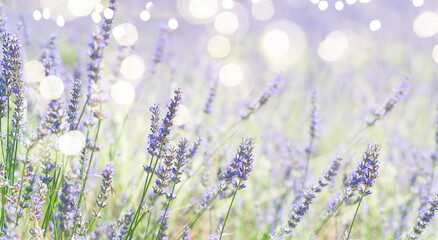 Lavender field at summer