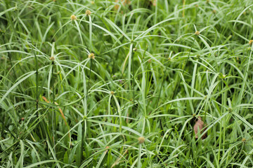 green grass in the garden background