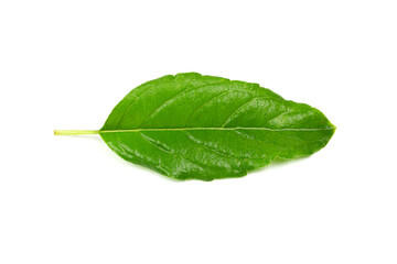 Tulsi or Holy basil leaf isolated on white background top view. Tulsi is used in ayurvedic medicine.