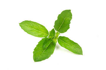 Tulsi or Holy basil leaf isolated on white background. Tulsi is used in ayurvedic medicine.