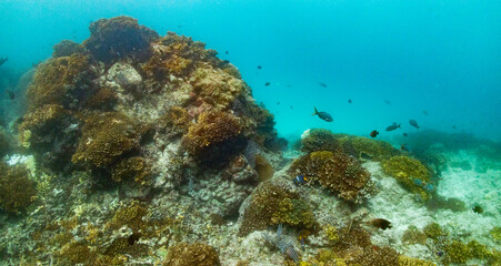 Fototapeta na wymiar Underwater photography in Baja California Sur, Mexico