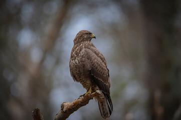 Buzzard portrait