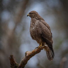 Buzzard portrait