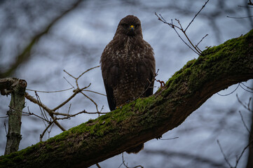 Buzzard portrait