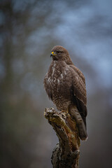 Buzzard portrait