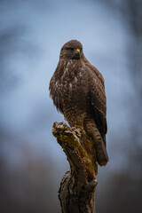 Buzzard portrait