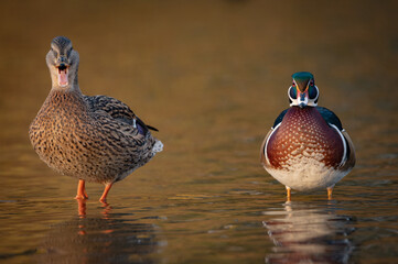 Wood duck