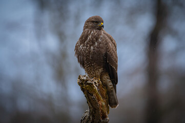 Buzzard portrait