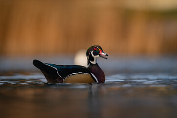 Wood duck