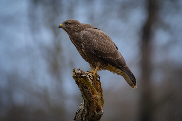Buzzard portrait