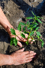 Man farmer planting tomato seedlings in garden outdoors.