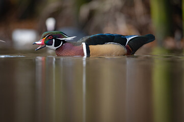 Wood duck