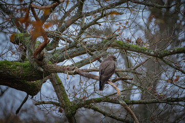 Buzzard portrait