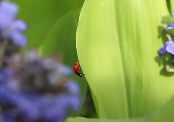 Seven spot ladybug sitting on green leaf among defocused violet flowers. Ladybird climbing down a leaf wallpaper with copy space. Lady beetle macro detail on blurred background.