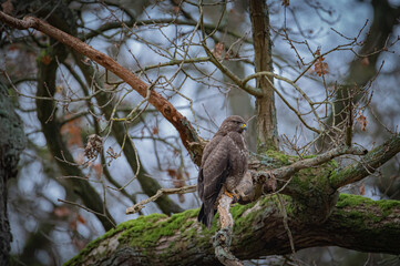 Buzzard portrait