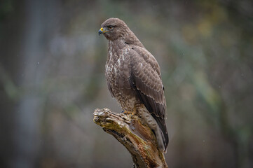 Buzzard portrait