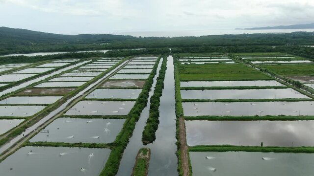 Aerial view of a fishery and prawn farm in Santubong area of Sarawak, Malaysia