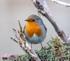 robin on a branch