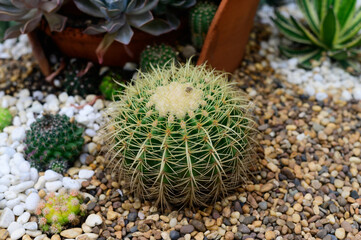 Selective focus close-up shot on cactus
