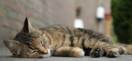a sweet cat is sleeping at the garden path in springtime closeup 
