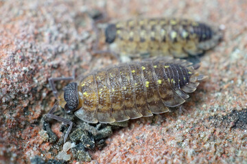 Close up of a woudlouse species , Porcellio spinicornis, which prefers stones