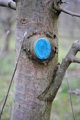 pruned and protected apple tree in an orchard