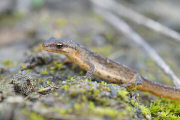 A terrestrial phase, sub-adult smooth newt, Lissotriton vulgaris on the ground 