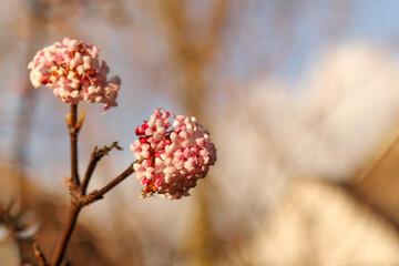 a beautiful big pink bunch of little flowers of the viburnum 'pink snowball' closeup at a branch of shrub and a soft white and blue background