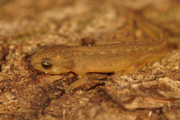 Close up of a juvenile Montadon's or Carpathian newt, Lissotriton montandoni
