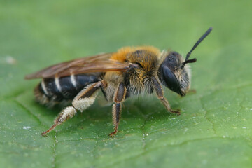 Close up of a female Short-fringed Mining Bee, Andrena dorsata on a green leaf