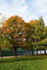 Autumn in a city park in Moscow.