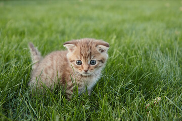 a small red kitten in green grass sits and looks at the camera and plays in the grass blurred foreground and background
