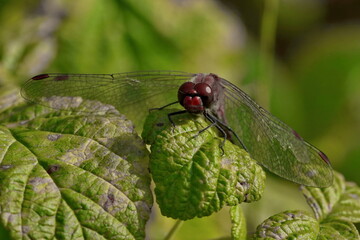 A dragonfly sits on a green raspberry leaf.