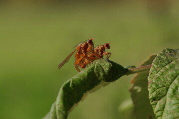 Two flies are sitting on a green raspberry leaf.