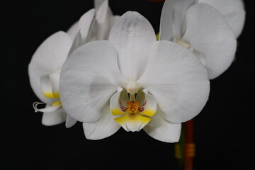 White orchid on a dark background.