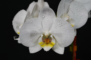 Fototapeta na wymiar White orchid on a dark background with water droplets.