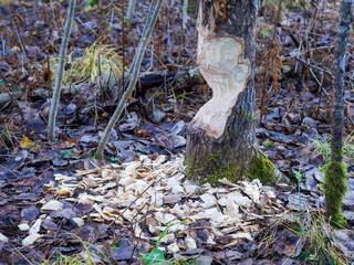 Beavers building a dam in a river in the middle of forest. Macro shot of a large linden tree stump is the woods, chewed by beavers in early autumn. Sawdust is all around the tree.