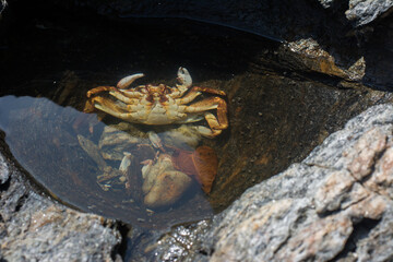 Sea crabs lie dead at the rocks by the sea.
